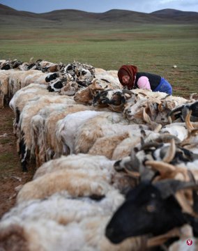 藏北牧区迎来母羊产奶季节