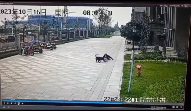 一名两岁多的女童星期一(10月16日)在成都下辖的崇州市一小区内,被无人看管的罗威纳犬咬至重伤,目前仍在儿童ICU接受救治。图为事发时监控画面。(互联网)