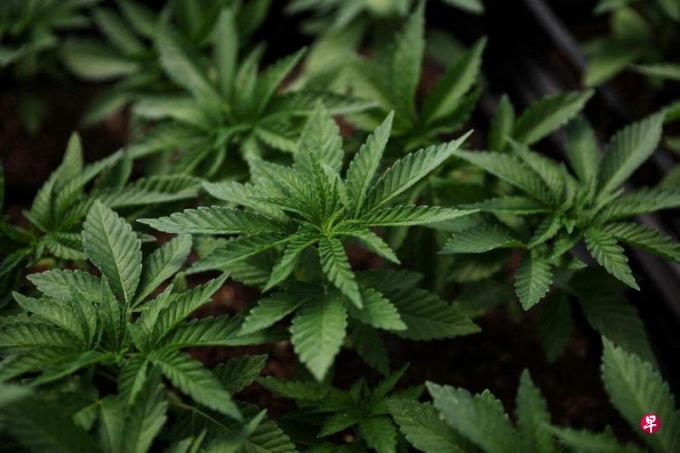 民调:逾六成泰国人完全同意把大麻重新列为毒品