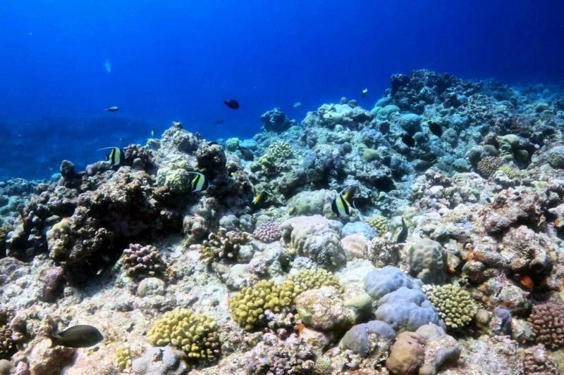 中国星期三(7月10日)发布《黄岩岛海域生态环境状况调查评估报告》,图为报告中展示的黄岩岛海域珊瑚礁。(新华社)