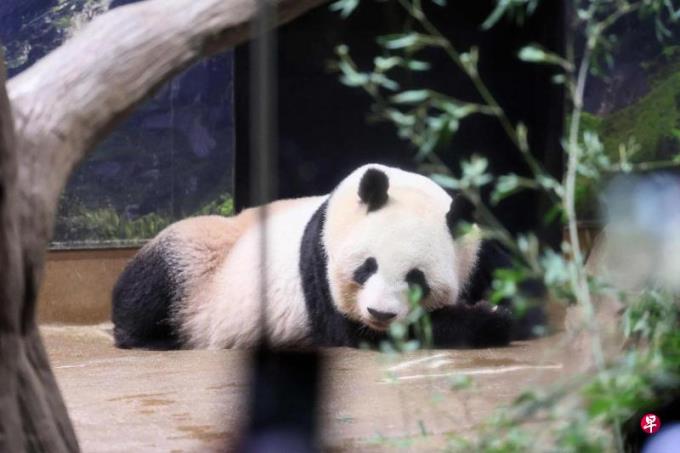 两只旅日大熊猫因健康问题提前返华