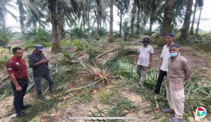 野象夜袭马国关丹油棕园 三年毁3000棵树