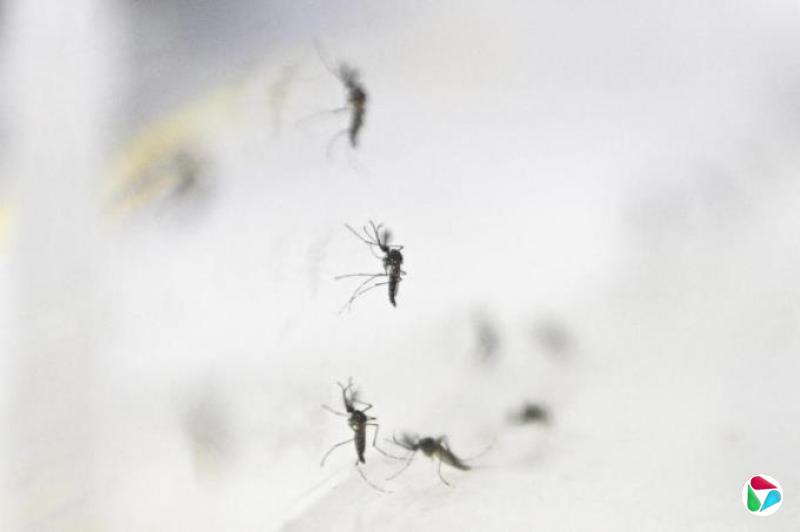 早知:基孔肯雅热,另一种伊蚊传播病症