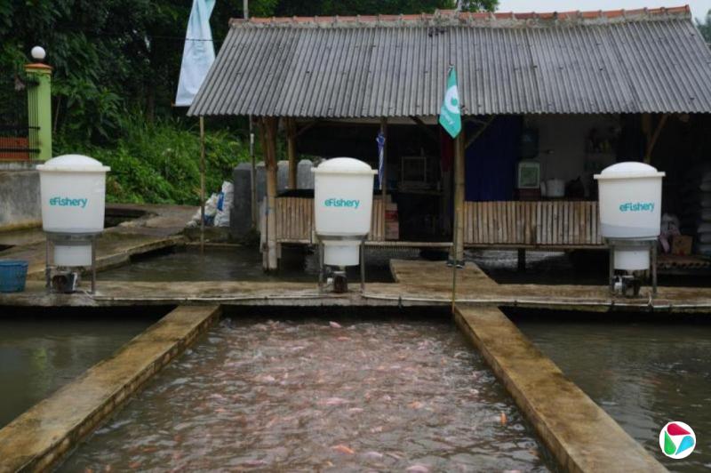 ӡeFishery˺
